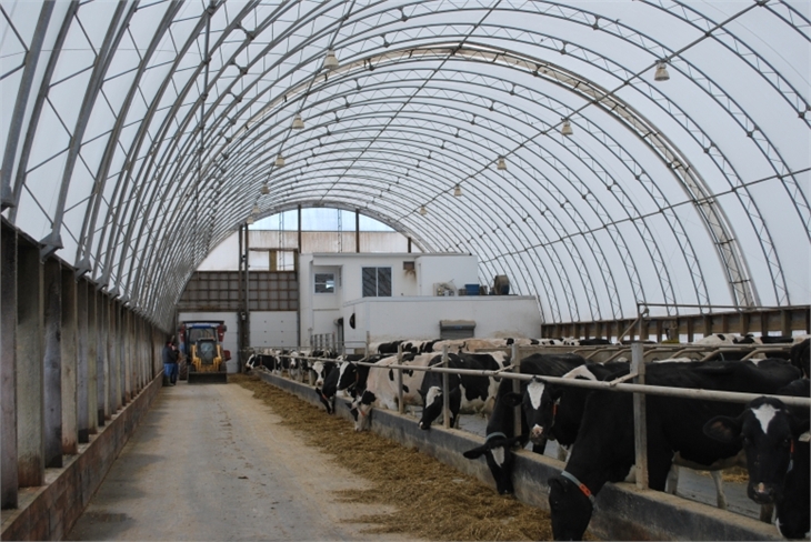 Cattle, Dairy, Livestock Fabric Covered Buildings Photos